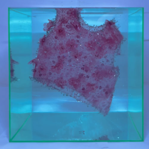 a piece of glass with a pink substance in it